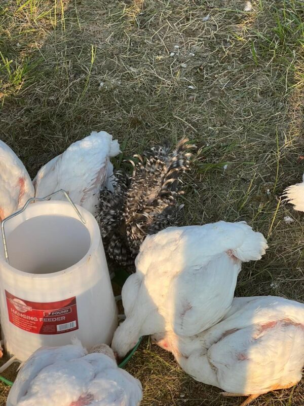 Chickens eating feed on the farm