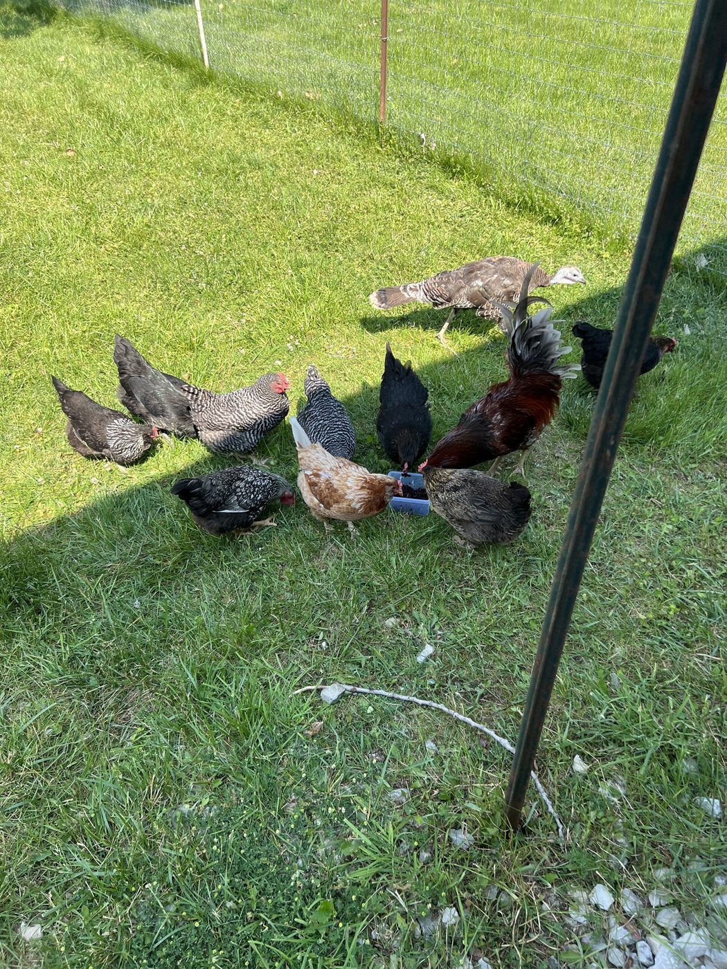 Poultry on pasture at the farm