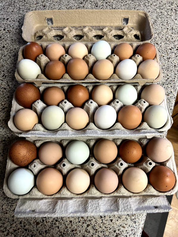 Cartons of farm fresh eggs