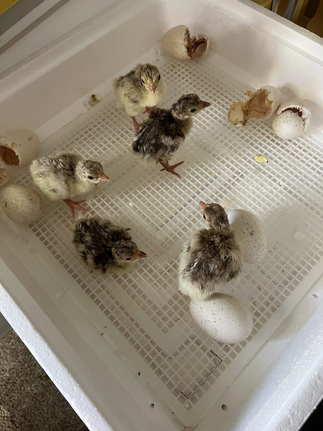 Young chicks in brooder housing
