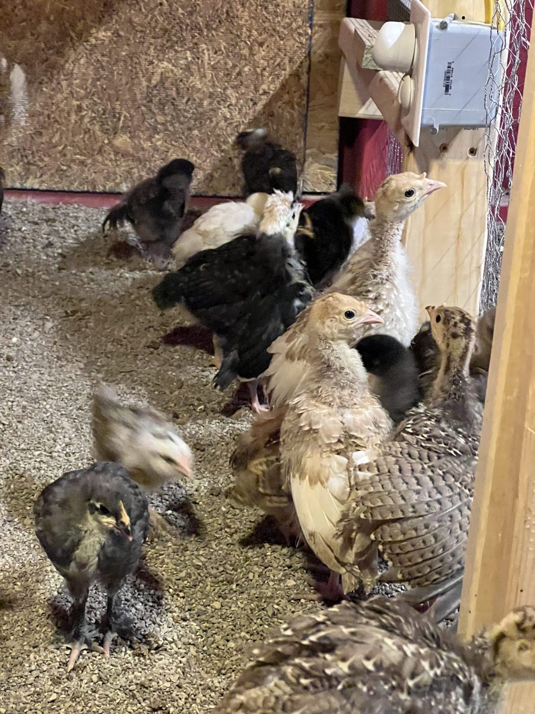 Chickens inside farm housing