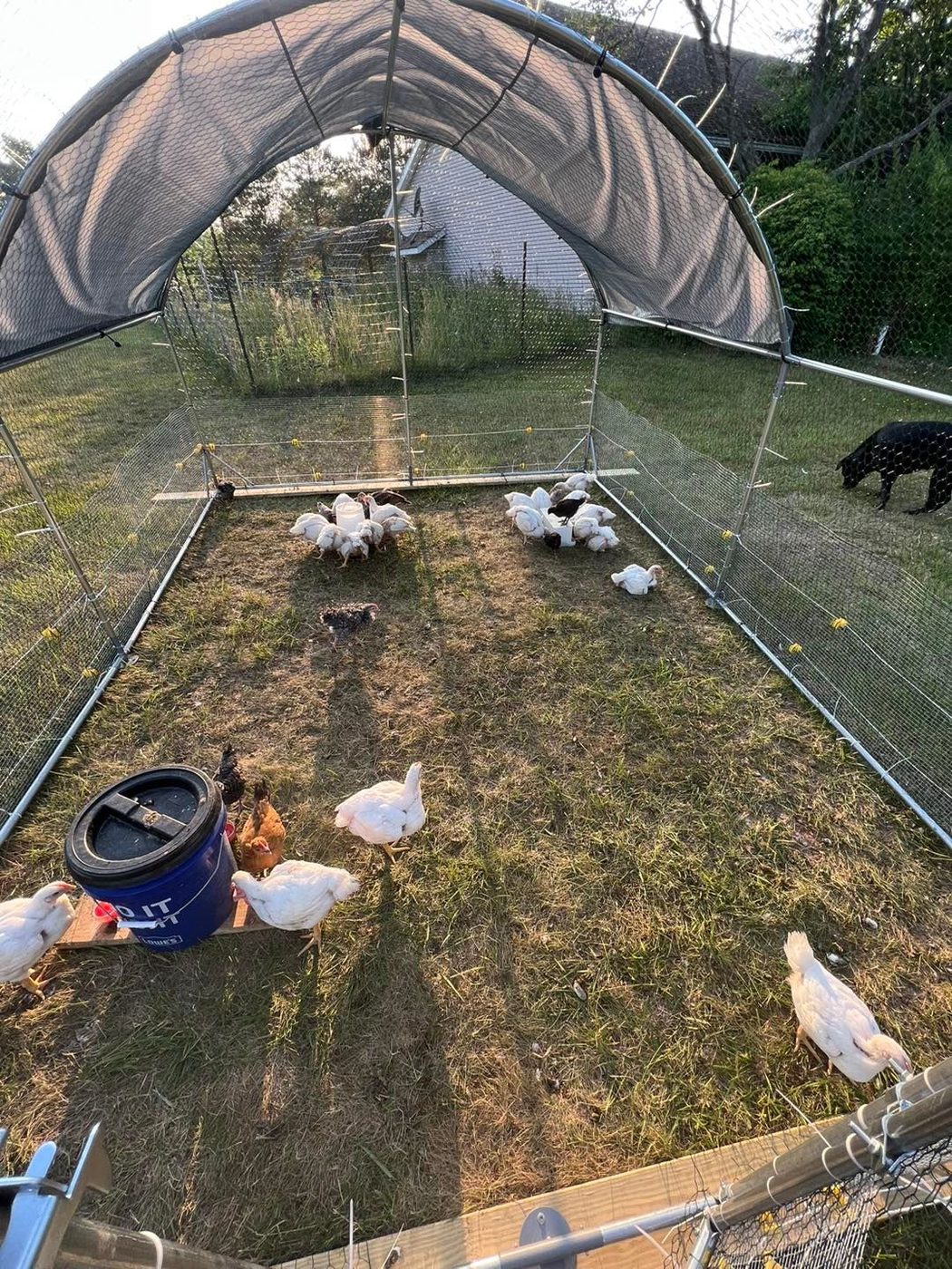 Chicken tractor with birds on fresh grass